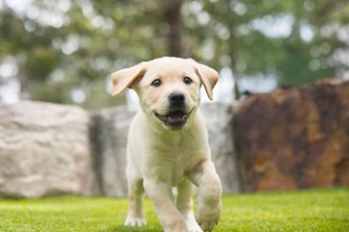 A yellow Labrador puppy running.