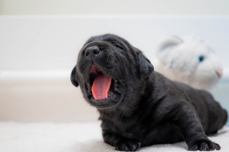 A black Labrador puppy yawning.