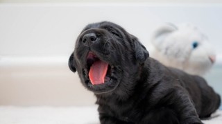A black Labrador puppy yawning.