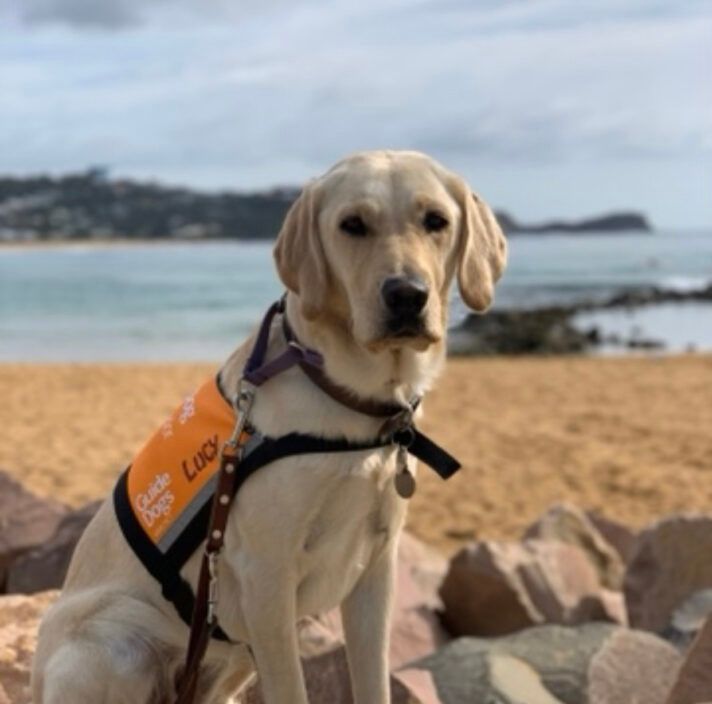 Yellow Labrador Ambassador Dog Lucy sitting and looking at the camera.