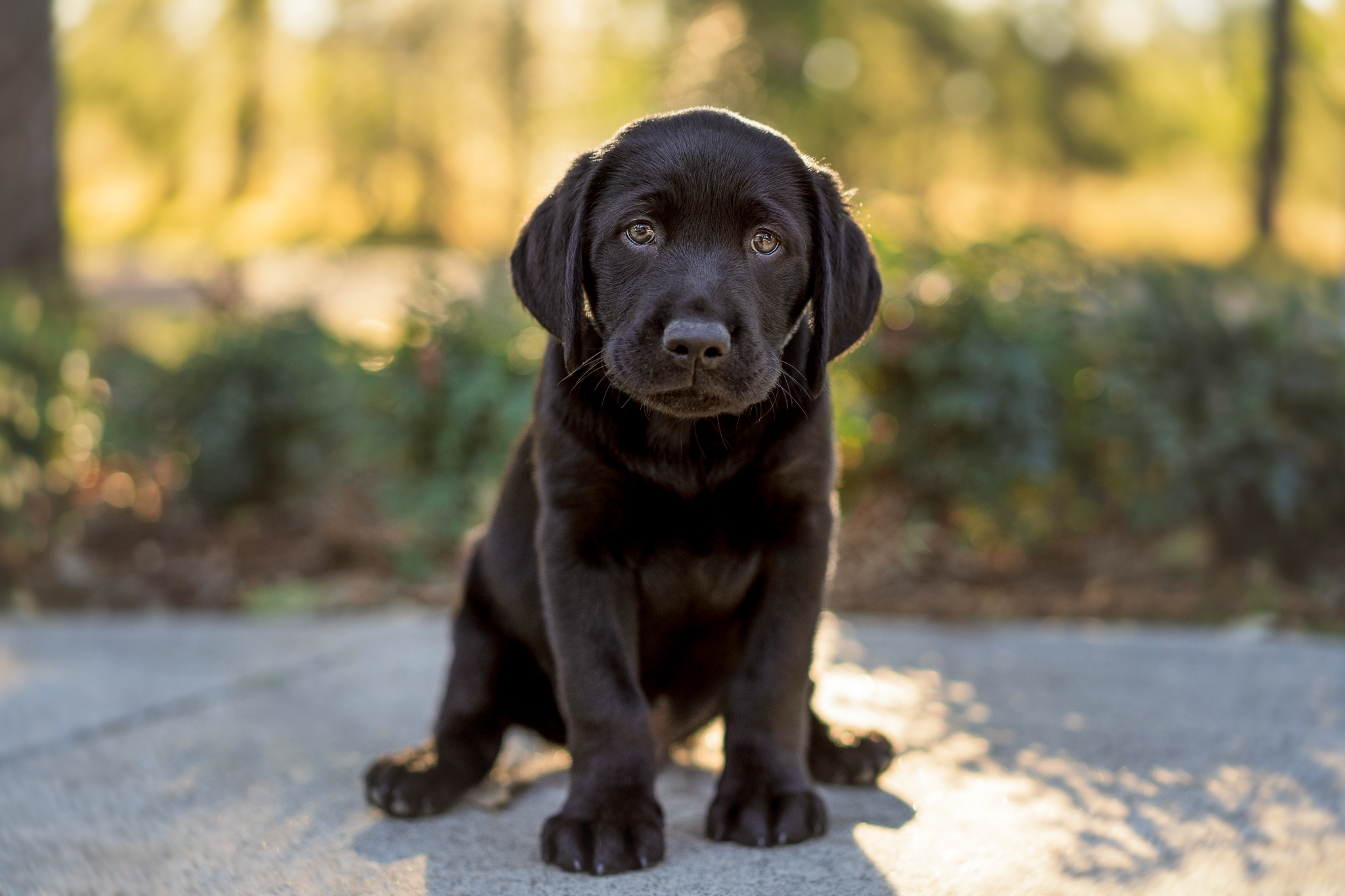A black Labrador puppy sitting and looking at the camera.