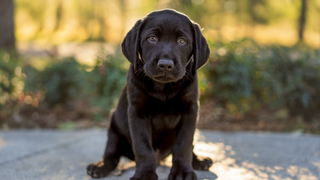 A black Labrador puppy sitting and looking at the camera.