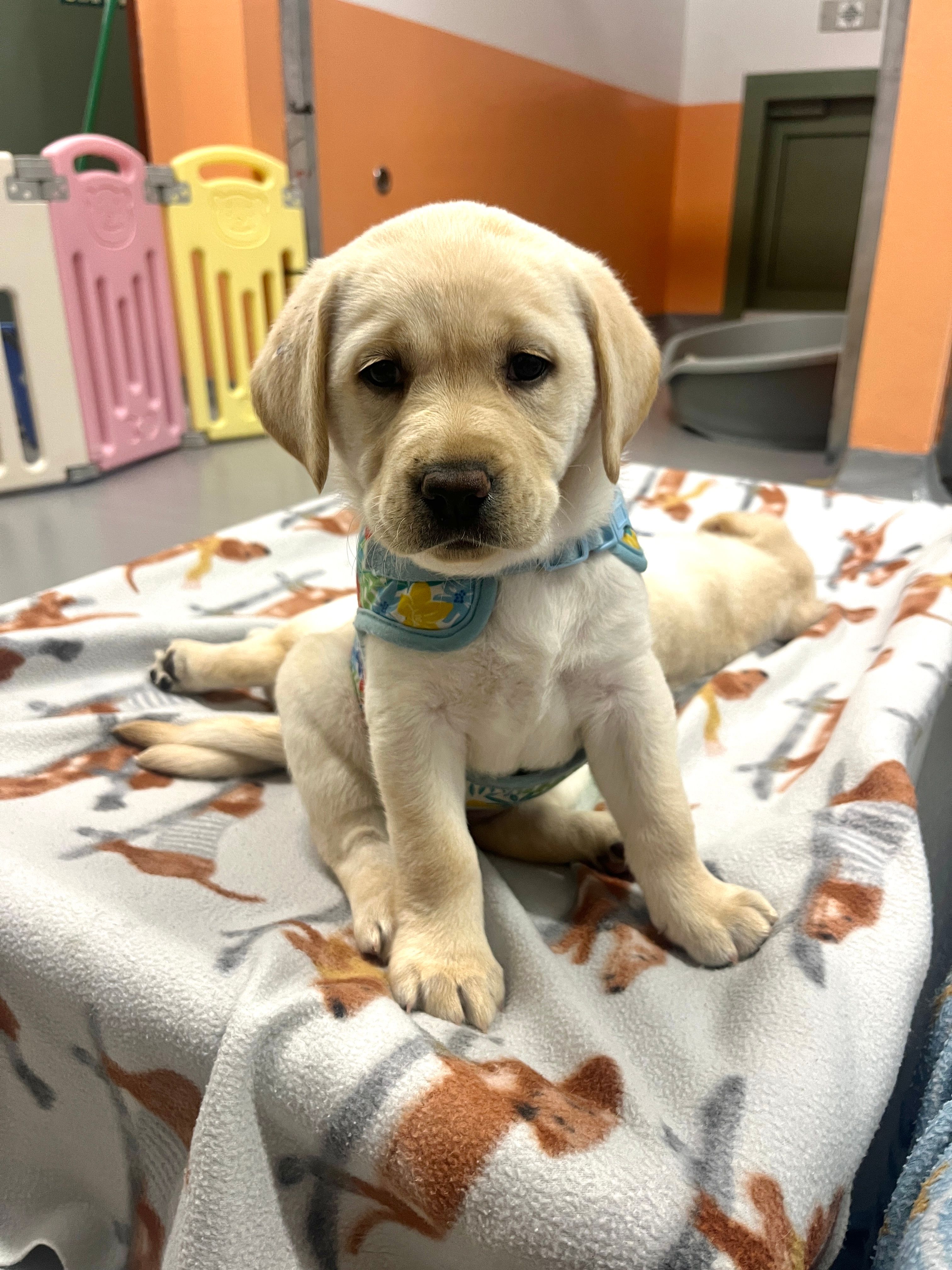A yellow Labrador puppy sitting on a dog bed.