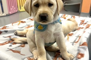A yellow Labrador puppy sitting on a dog bed.
