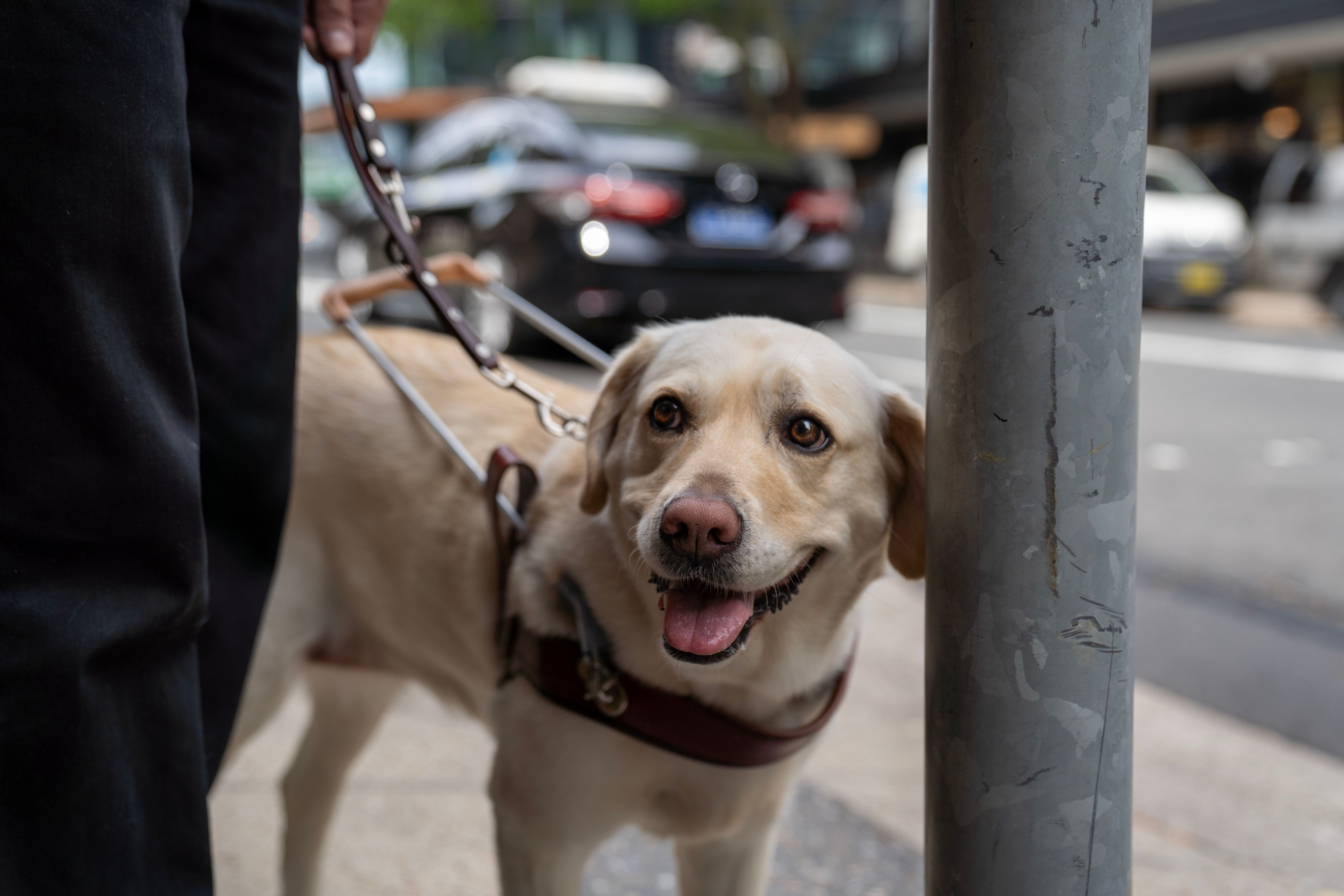 A yellow Labrador Guide Dog at a stop light.