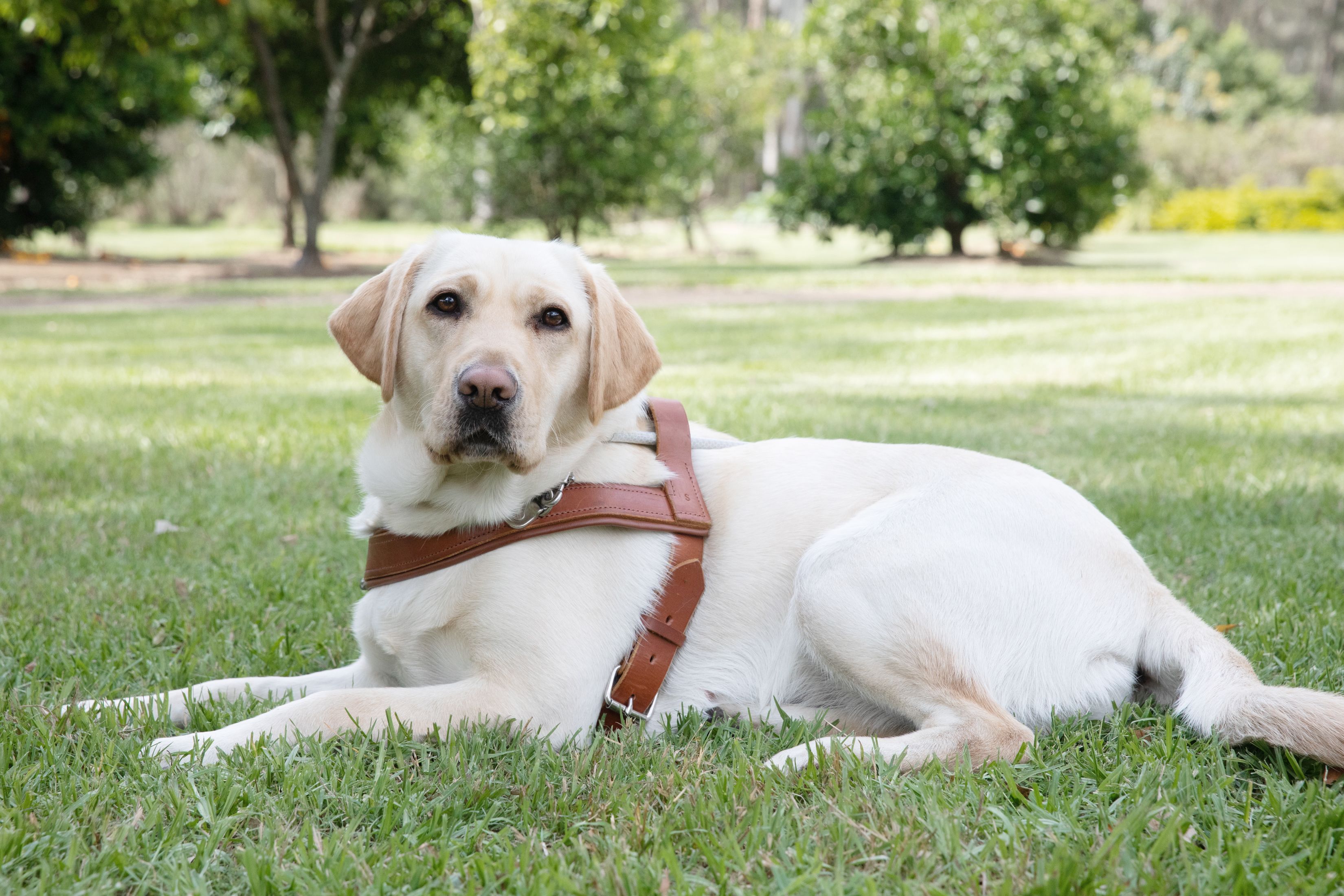 Yellow Labrador Zawadi in harness.