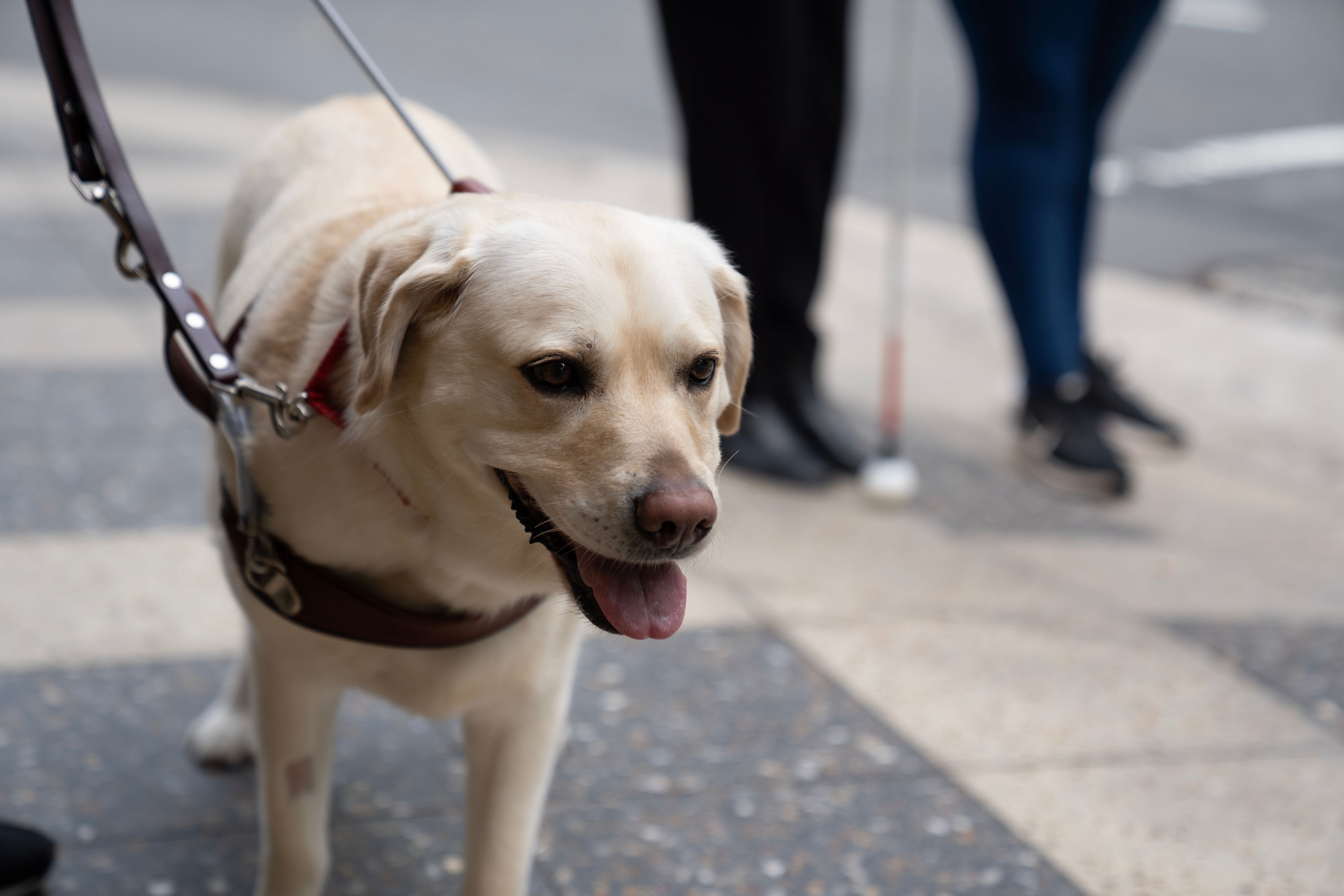 A yellow Guide Dog in harness. 
