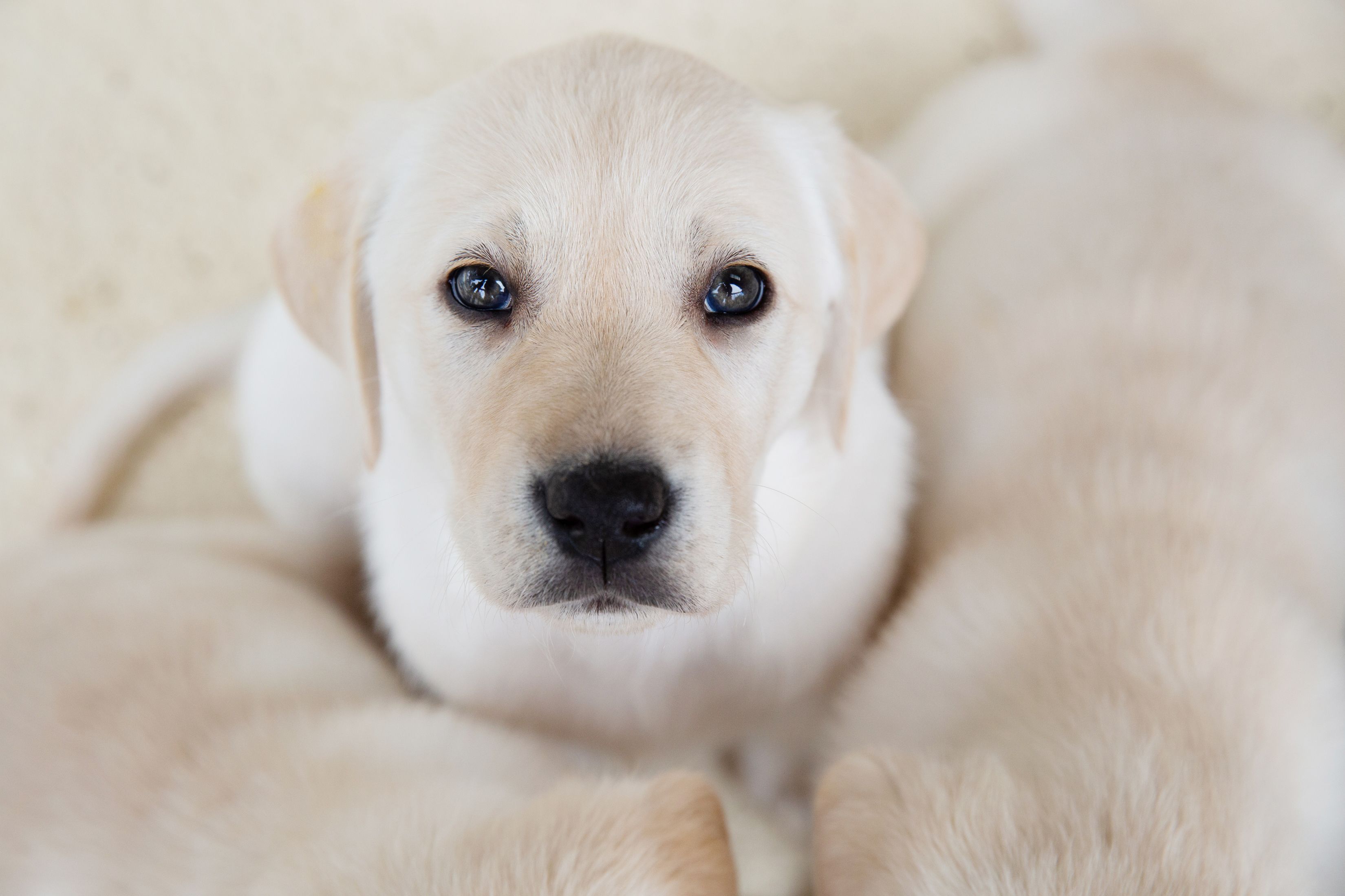 Yellow Labrador puppy looking at the camera.