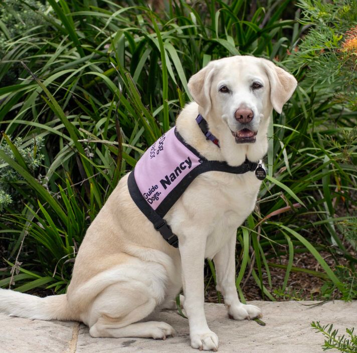 Yellow Labrador Ambassador Dog Nancy sitting and looking at the camera.