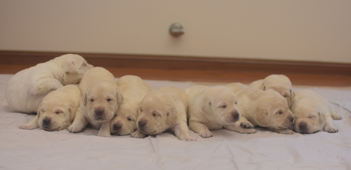 A group of yellow Labrador puppies.
