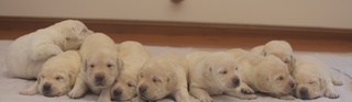 A group of yellow Labrador puppies.