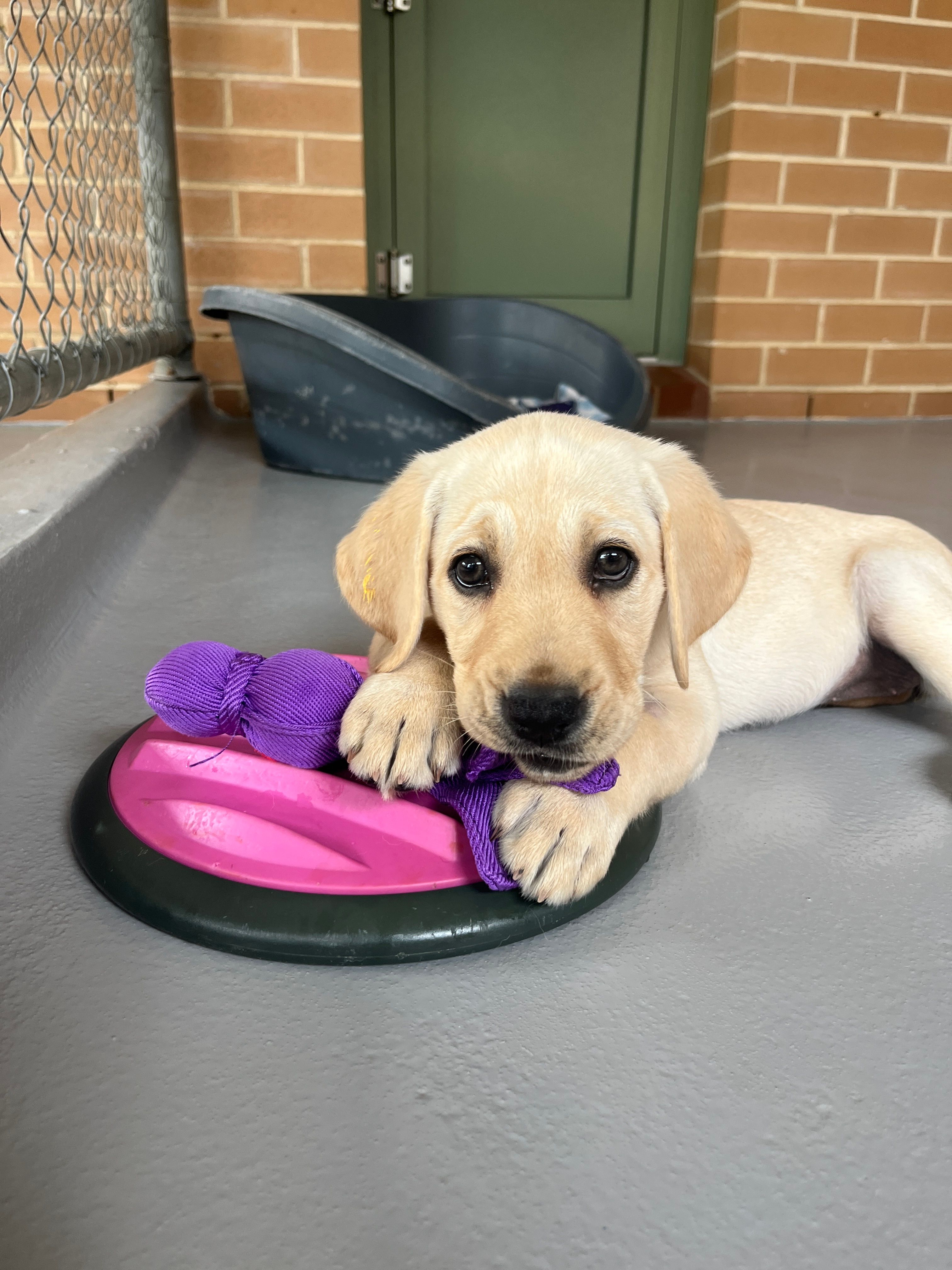 A yellow Labrador puppy playing with a toy.