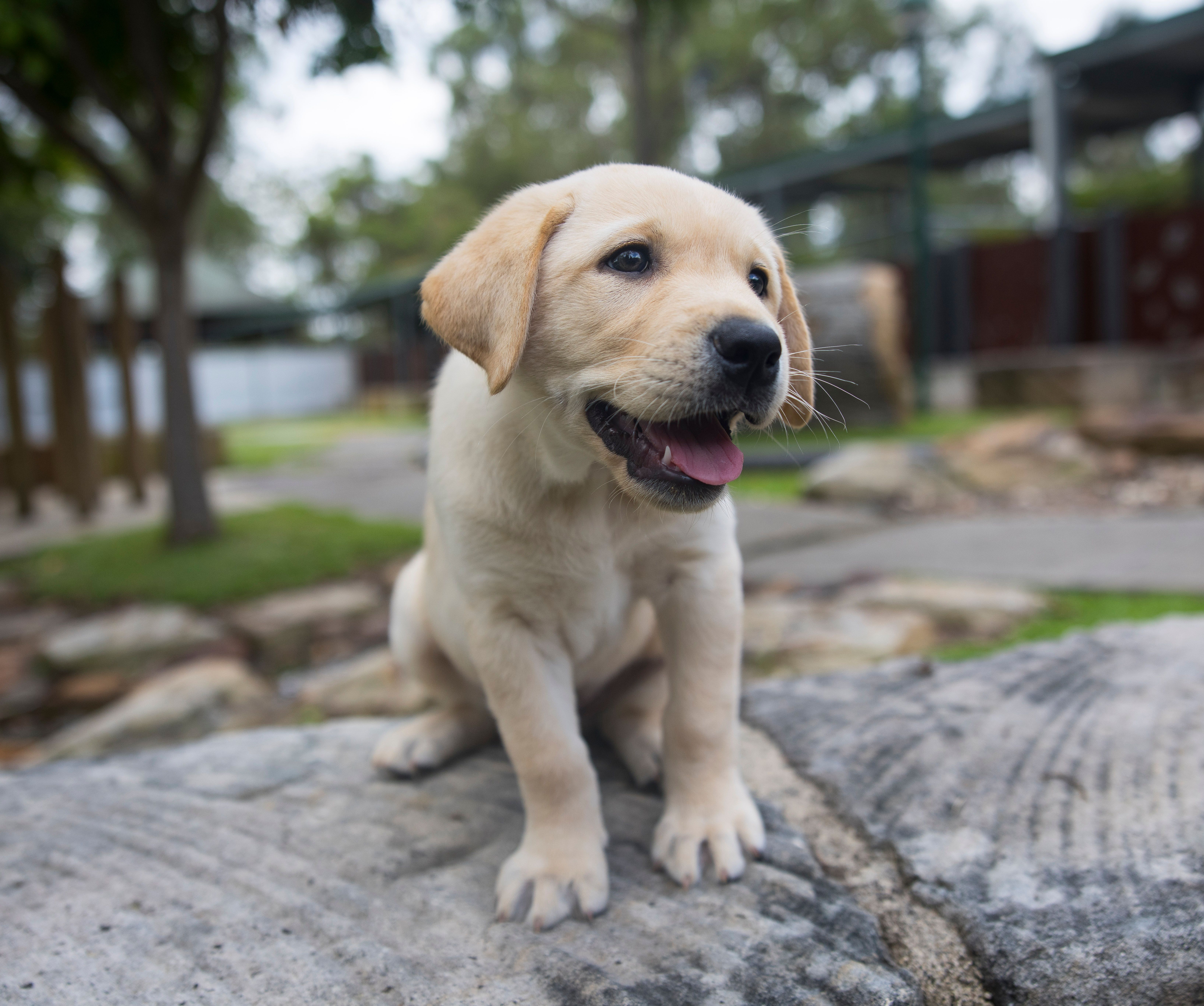 A yellow Labrador puppy. 