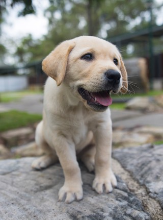 A yellow Labrador puppy.