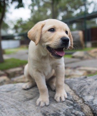A yellow Labrador puppy.