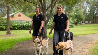 Two Guide Dog Trainers walking with Guide Dogs in harness.