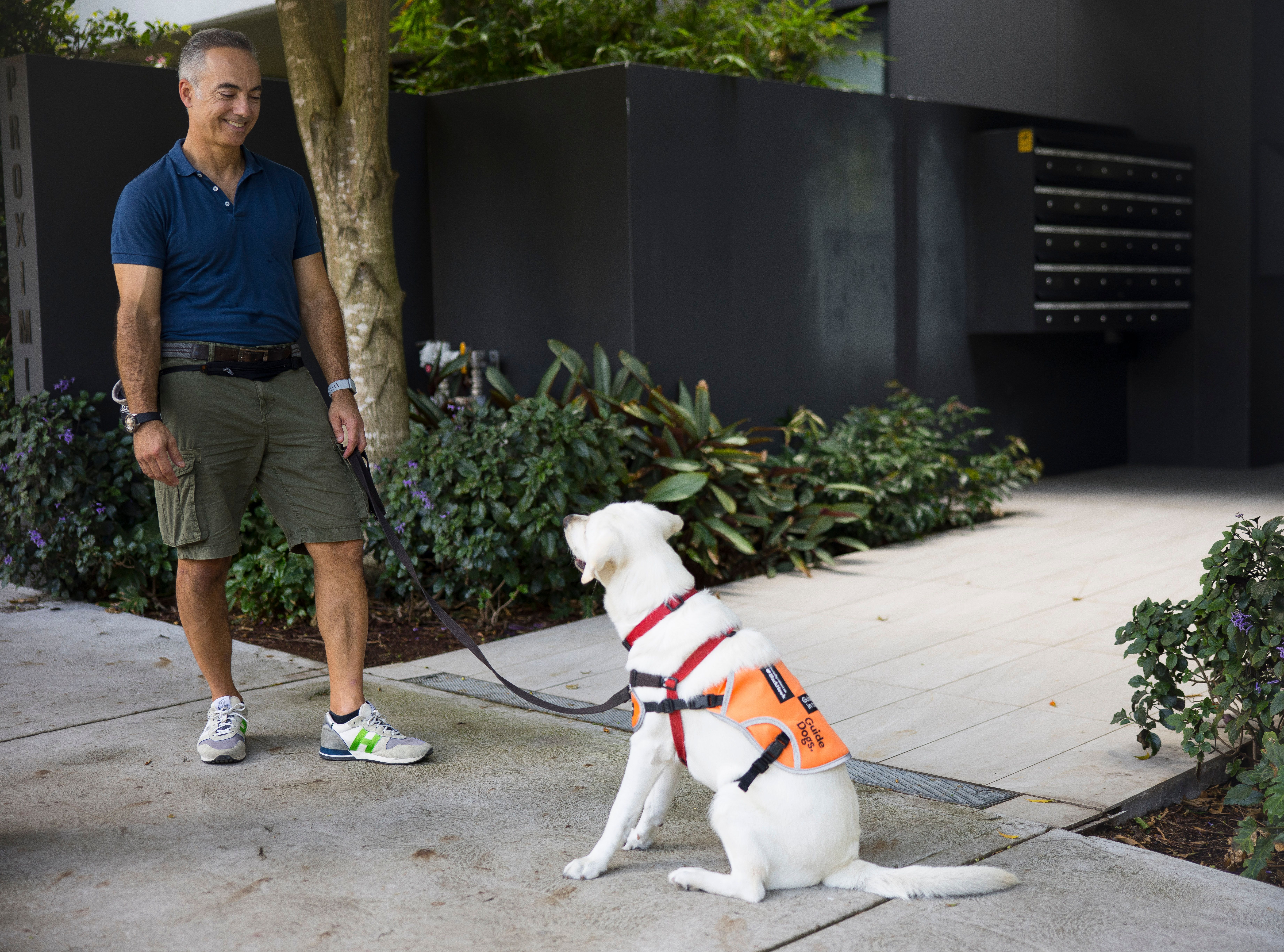 A Puppy Raiser teaching a yellow Labrador to sit.