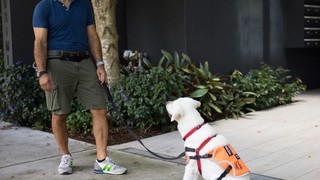 A Puppy Raiser teaching a yellow Labrador to sit.
