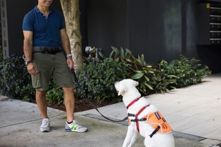 A Puppy Raiser teaching a yellow Labrador to sit.
