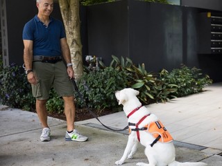 A Puppy Raiser teaching a yellow Labrador to sit.