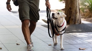 A Puppy Raiser walking with a yellow Labrador puppy.