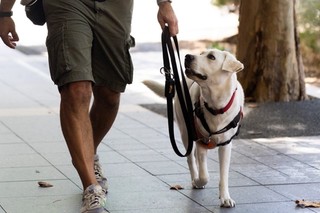 A Puppy Raiser walking with a yellow Labrador puppy.