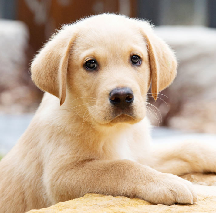 A yellow Labrador puppy