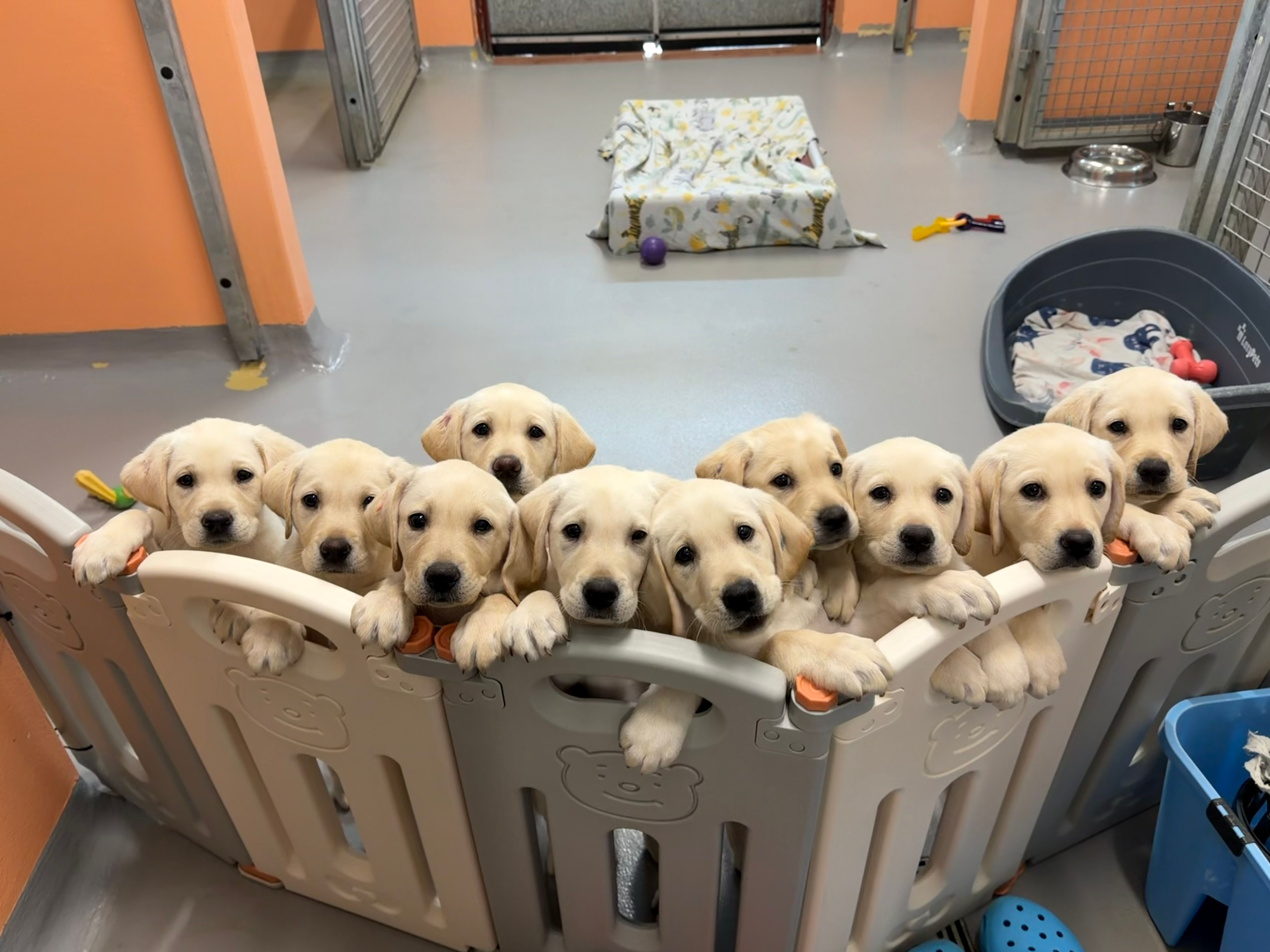 A litter of yellow Labrador puppies looking at the camera.