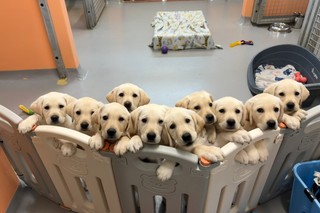 A group of yellow Labrador puppies looking at the camera.