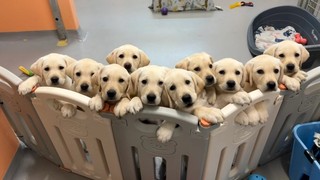 A litter of yellow Labrador puppies looking at the camera.