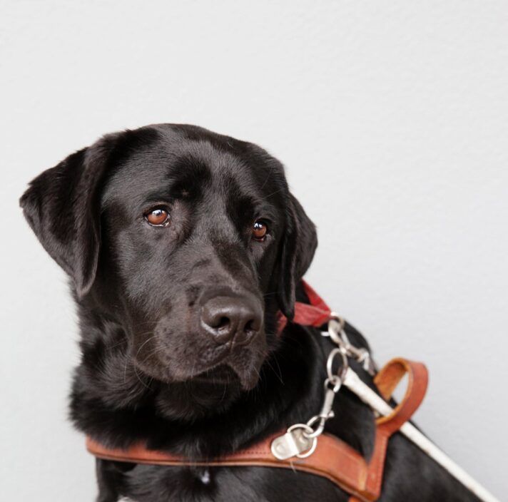 A black Labrador Guide Dog in harness.