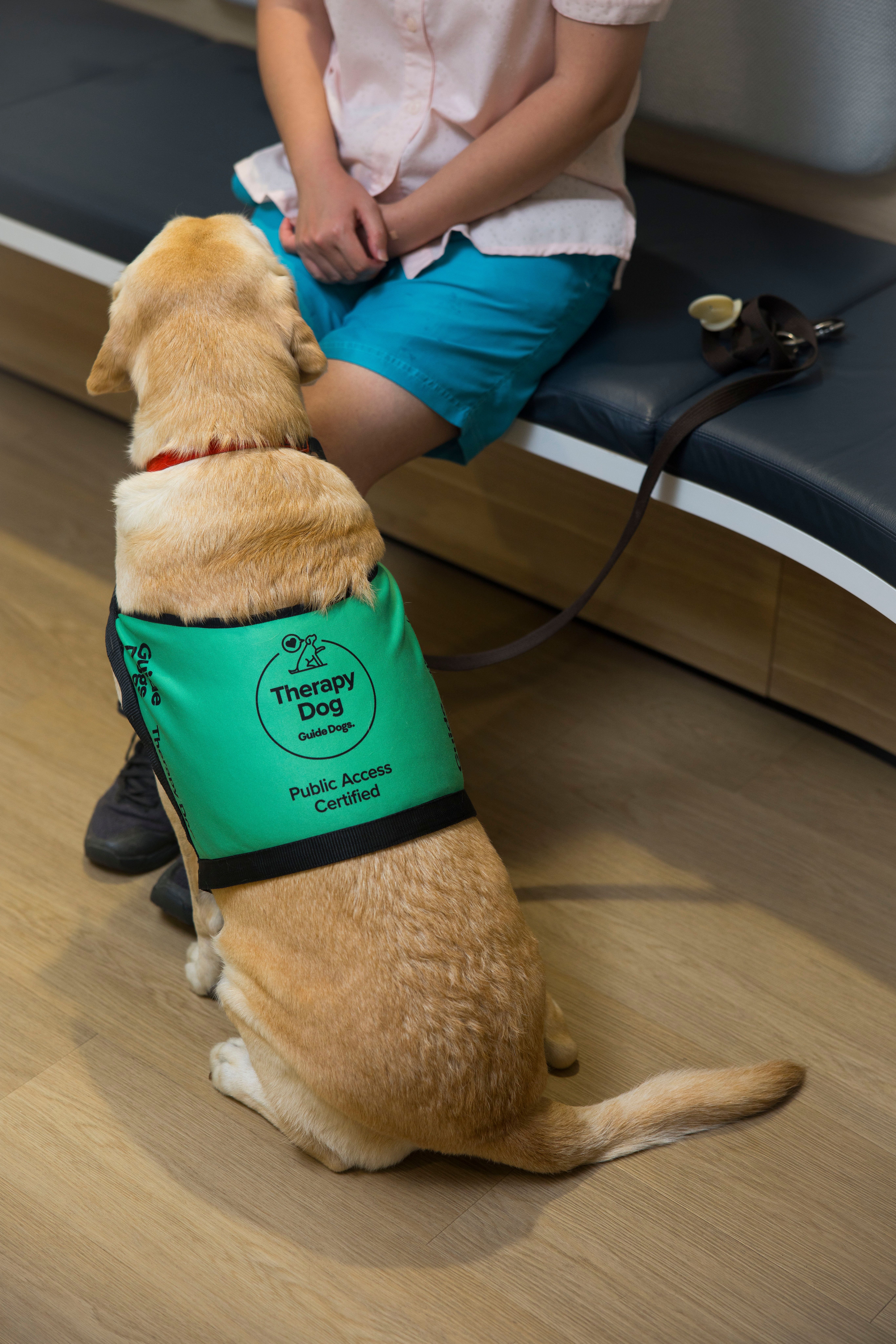 Therapy Dog sitting in their coat.