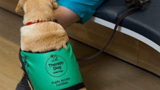 Therapy Dog sitting in their coat.