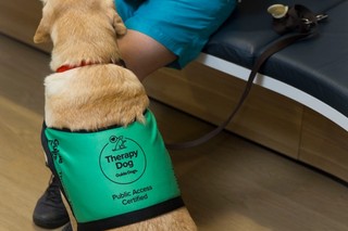 Therapy Dog sitting in their coat.