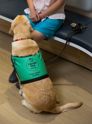 A yellow Labrador dog sitting in their coat.