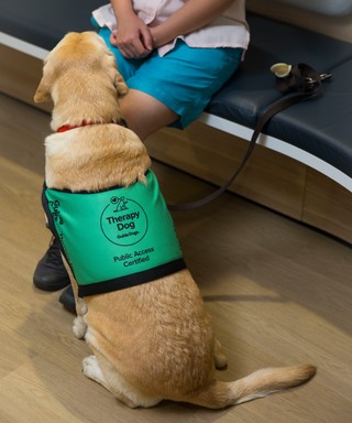 A yellow Labrador dog sitting in their coat.