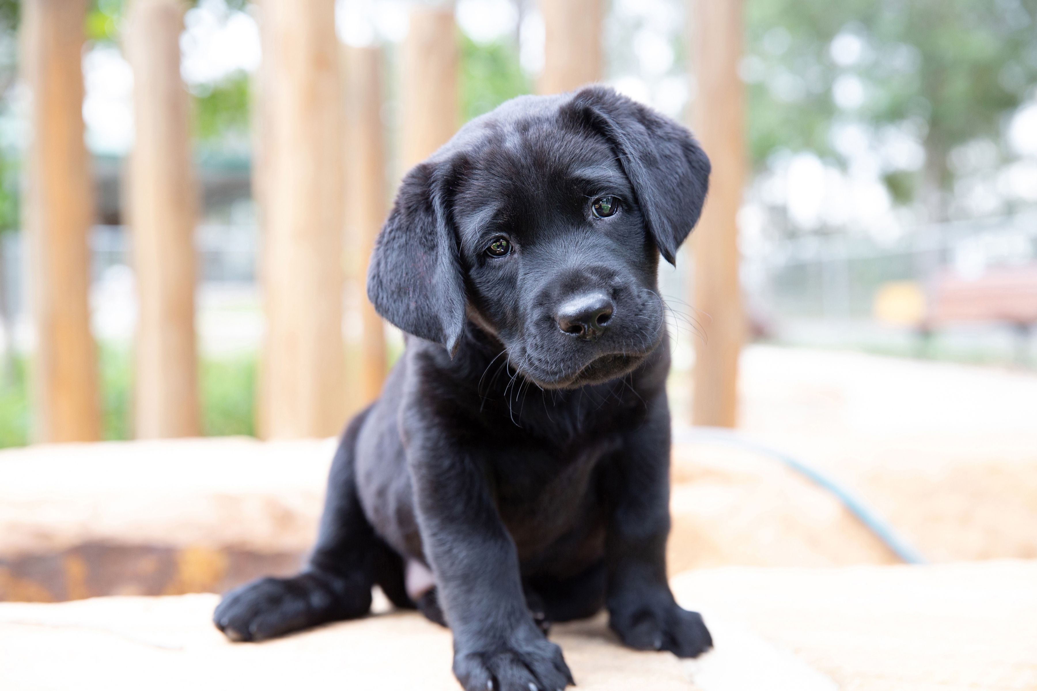 A black Labrador puppy.