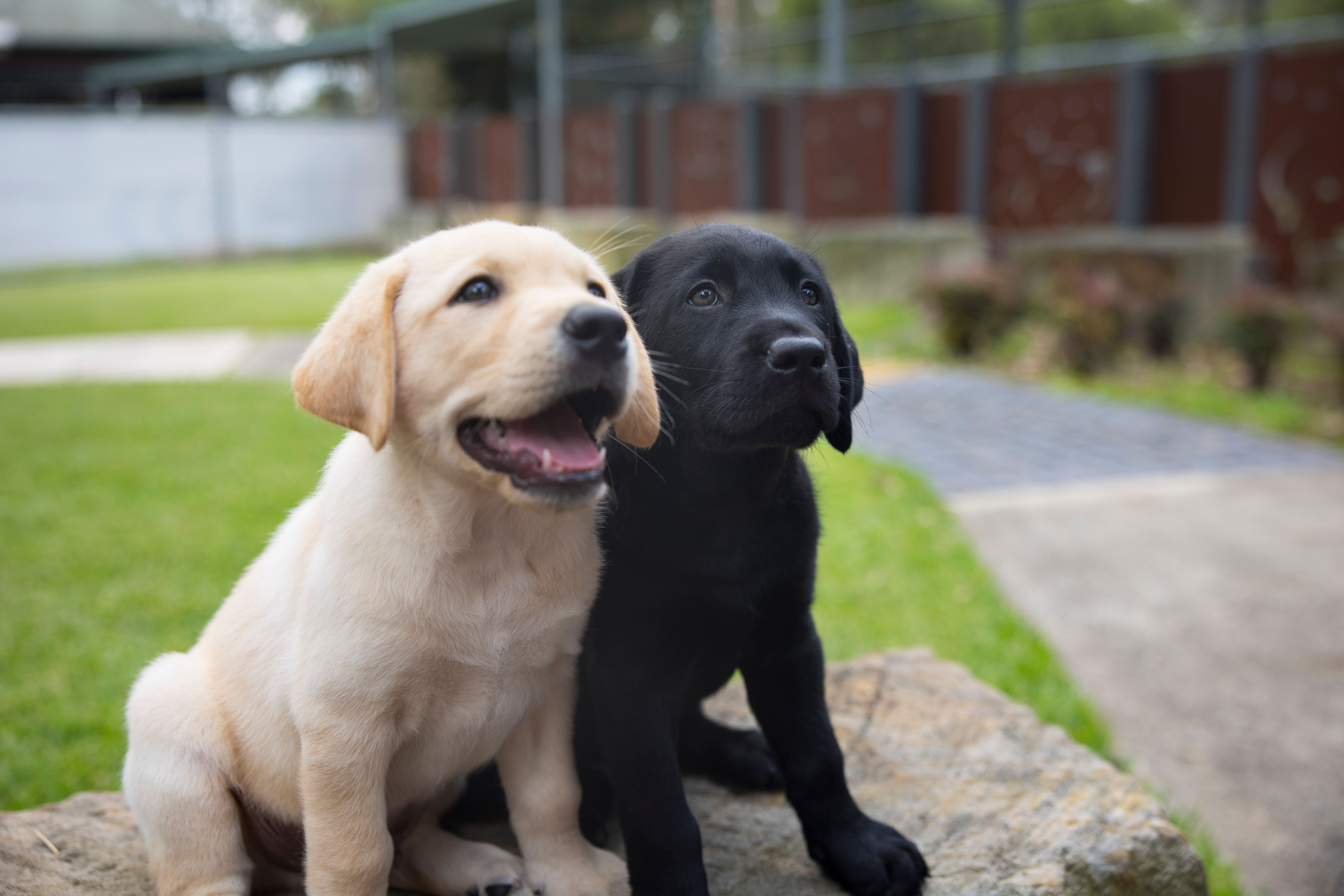 A black Labrador and a yellow Labrador puppy sitting next to each other.