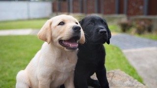 A black Labrador and a yellow Labrador puppy sitting next to each other.