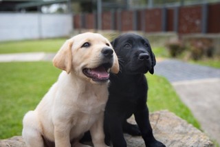 A black Labrador and a yellow Labrador puppy sitting next to each other.