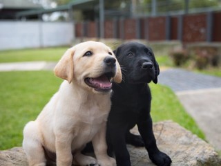 A black Labrador and a yellow Labrador puppy sitting next to each other.