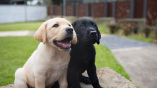 A yellow and a black Labrador puppy sitting next to each other.