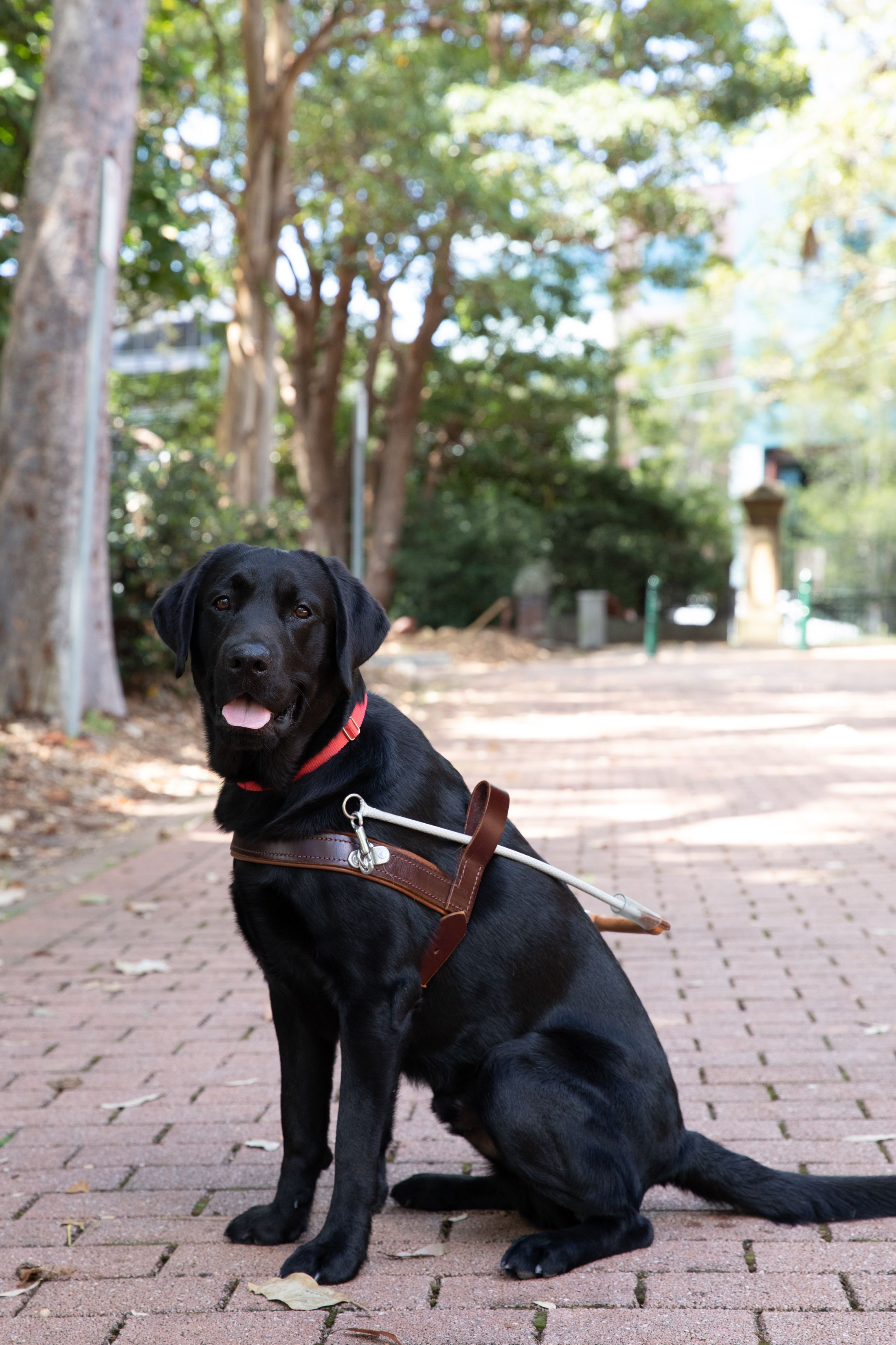 Black Labrador Wendell sitting in harness.