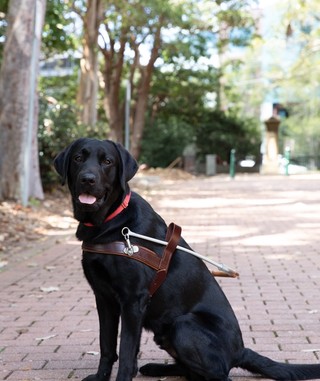 Black Labrador Wendell sitting in harness.