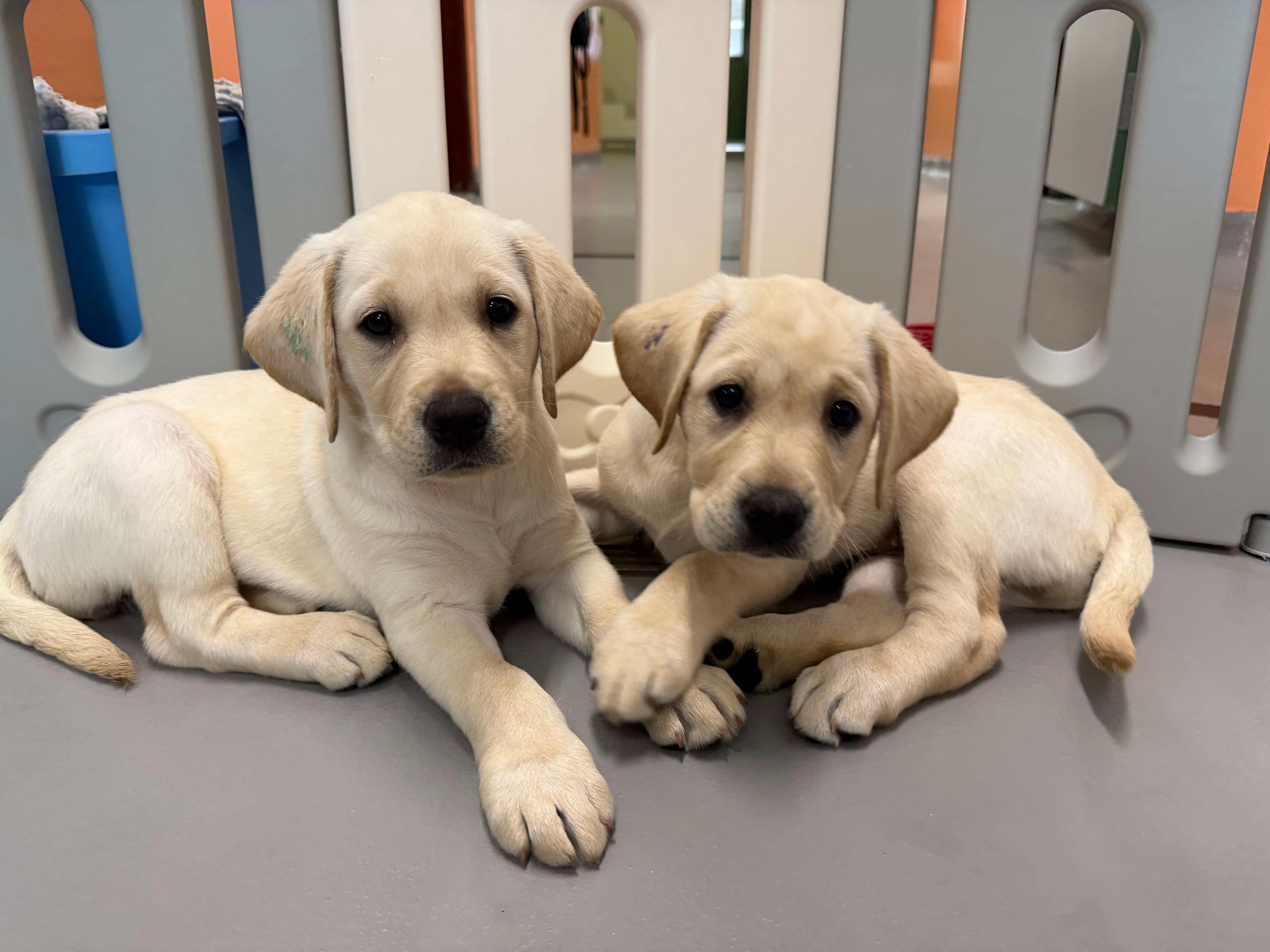 Two yellow Labrador puppies laying down together.