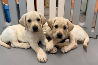 Two yellow Labrador puppies laying down together.