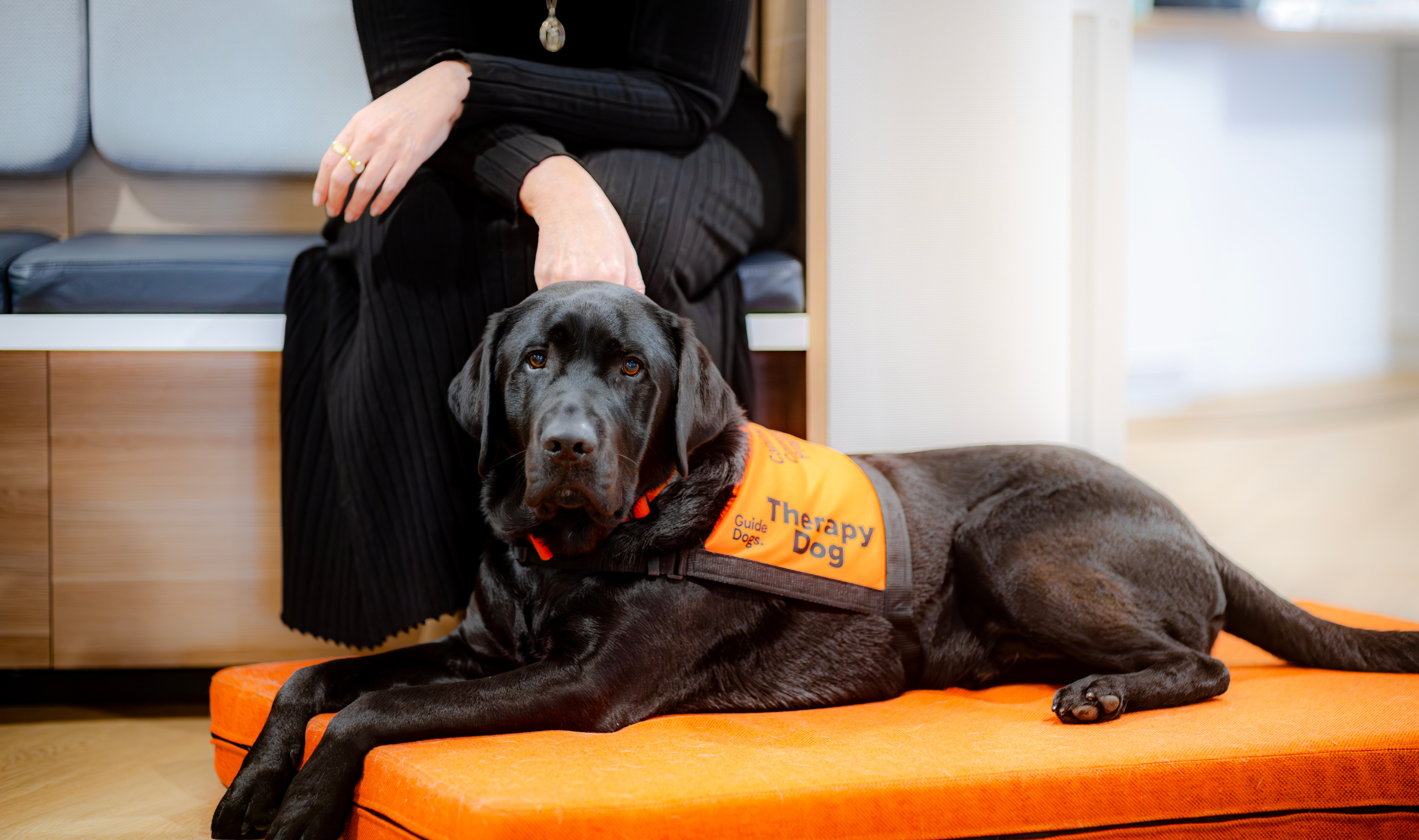 A Therapy Dog laying down.