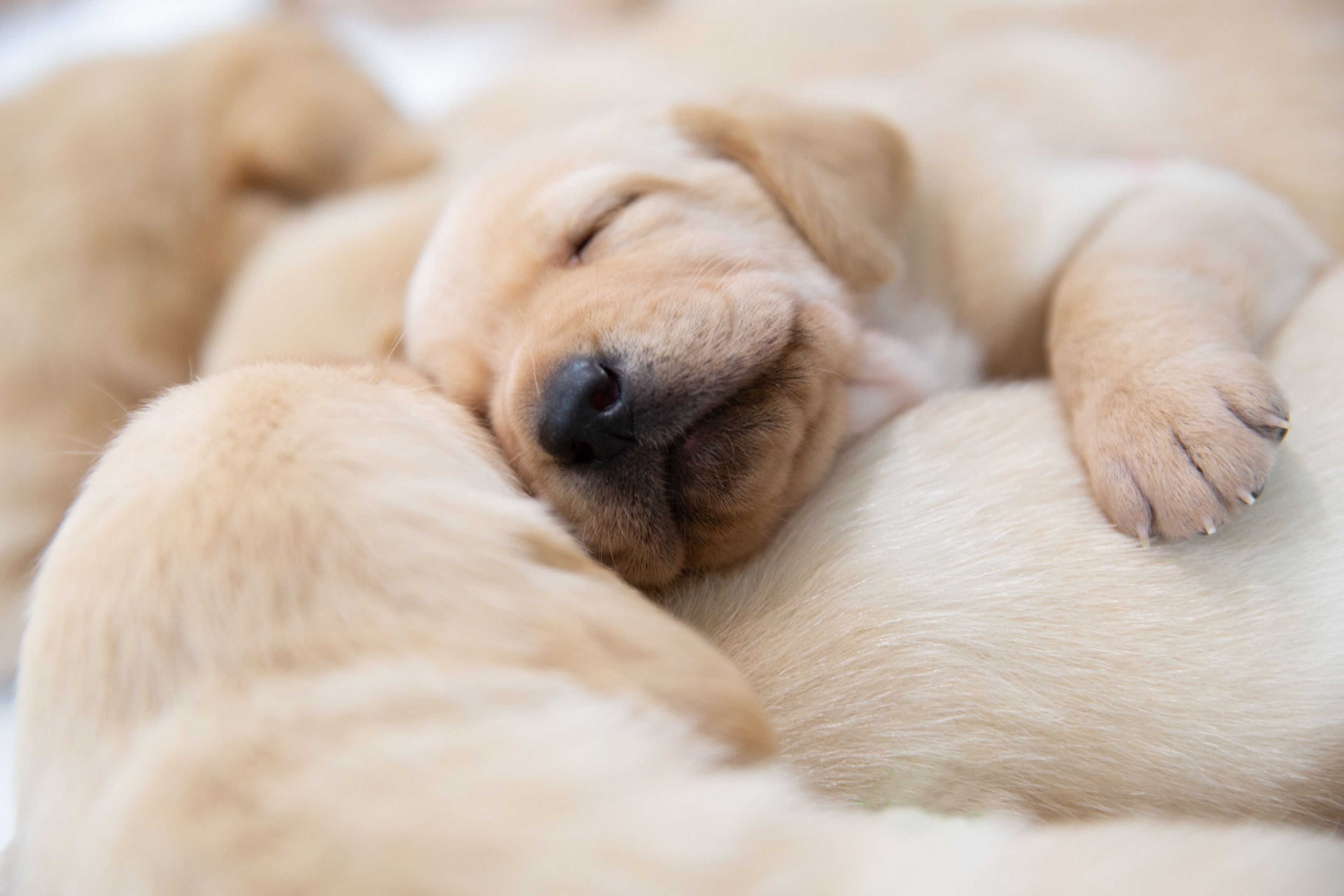 Yellow Labrador puppies sleeping.