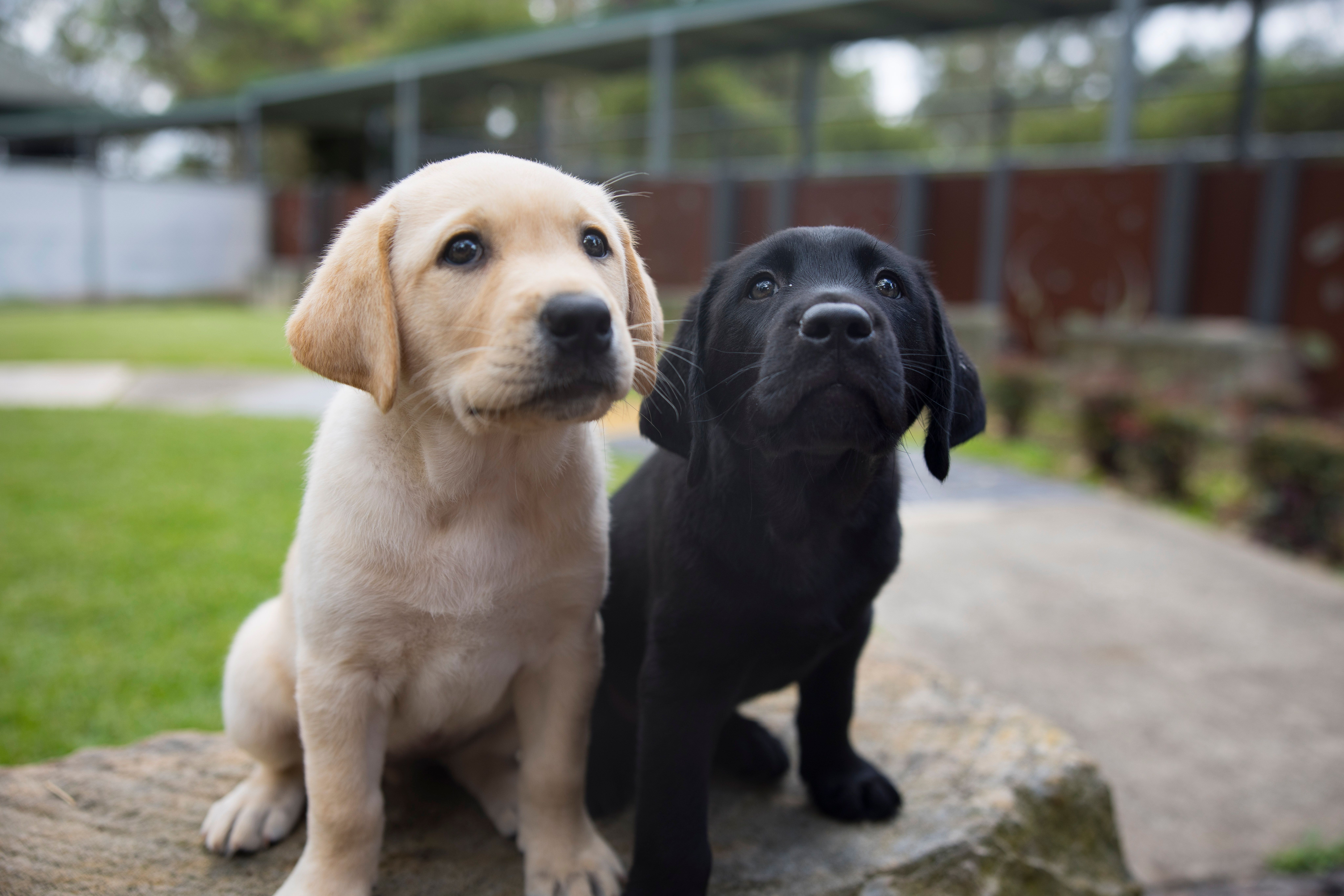 A yellow Labrador puppy and a black Labrador puppy.