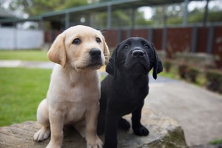 A yellow Labrador puppy and a black Labrador puppy.